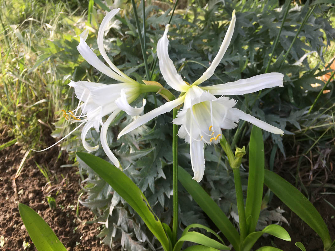 Ismene x deflexa en fleurs sur des versants rocheux des Andes